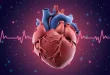 3D-модель человеческого сердца и линия электрокардиограммы
