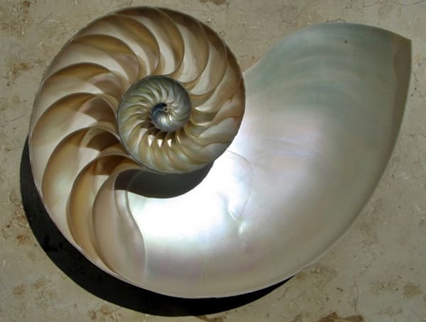 Espiral logarítmica tallada Nautilus